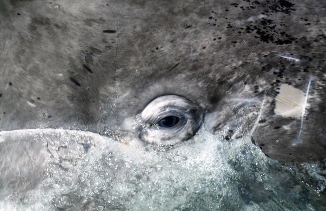 Avistamiento de Ballena Gris en Bahía Magdalena - Foto 4