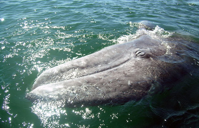 Avistamiento de Ballena Gris en Bahía Magdalena - Foto 3