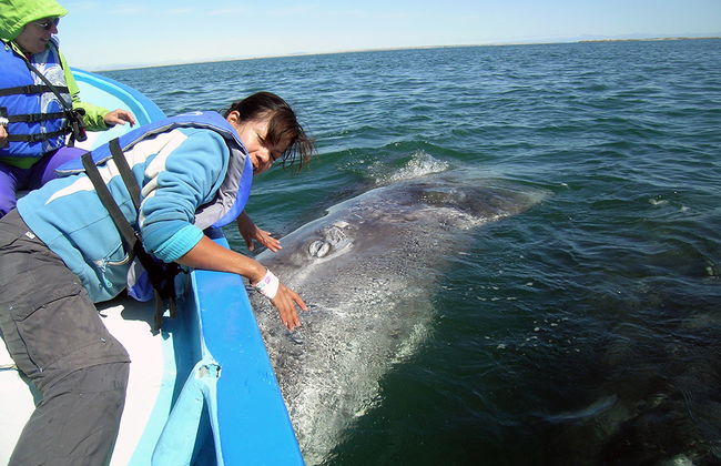 Avistamiento de Ballena Gris en Bahía Magdalena - Foto 2