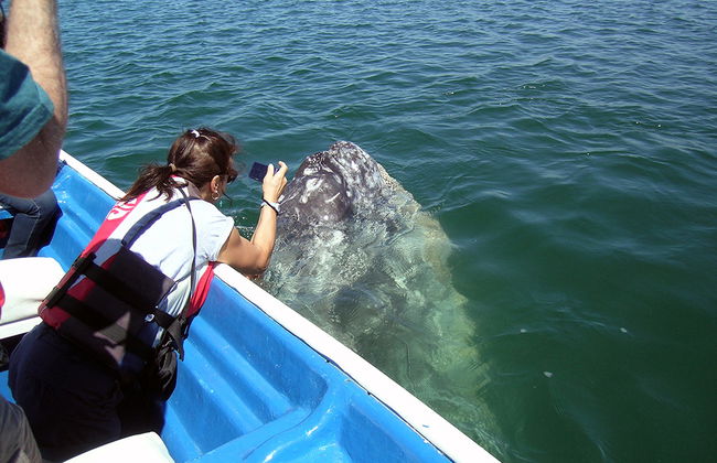 Avistamiento de Ballena Gris en Bahía Magdalena - Foto 6
