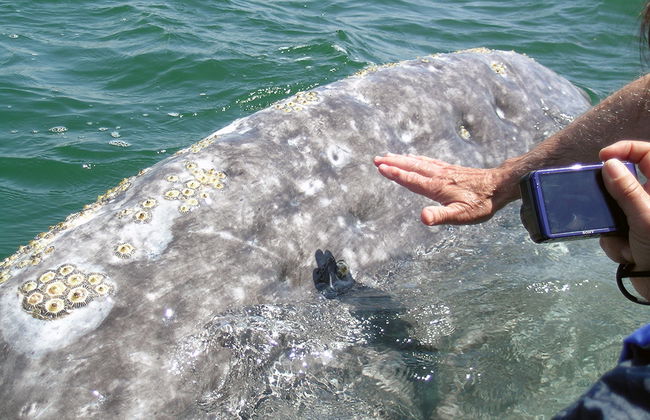 Avistamiento de Ballena Gris en Bahía Magdalena - Foto 5