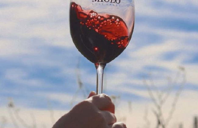 Tour del vino por el Vale dos Vinhedos - Foto 7