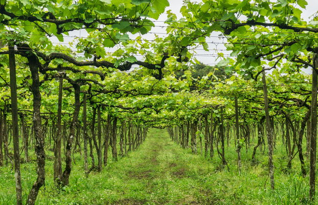 Tour del vino por el Vale dos Vinhedos - Foto 10