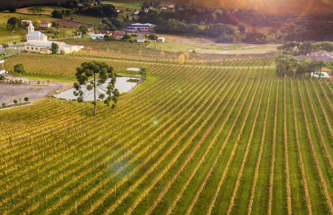 Tour del vino por el Vale dos Vinhedos - Foto 8