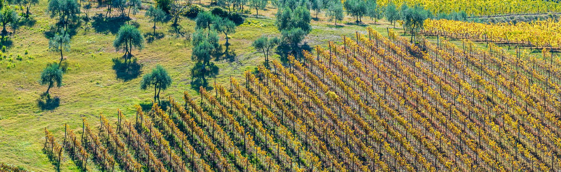 Balade à cheval dans la campagne toscane - Photo 1
