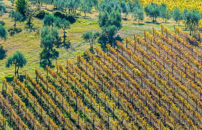 Balade à cheval dans la campagne toscane - Photo 1