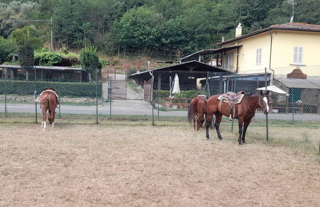 Horseback Riding in the Tuscan Countryside - Photo 5