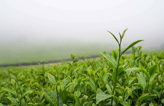 Tour de la yerba mate y el té por Apóstoles - Foto 5