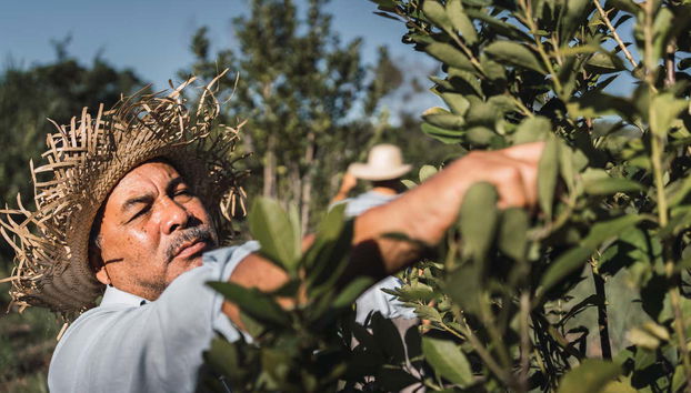 Tour de la yerba mate y el té por Apóstoles - Foto 2
