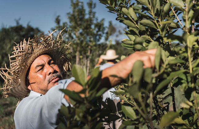 Tour de la yerba mate y el té por Apóstoles - Foto 2