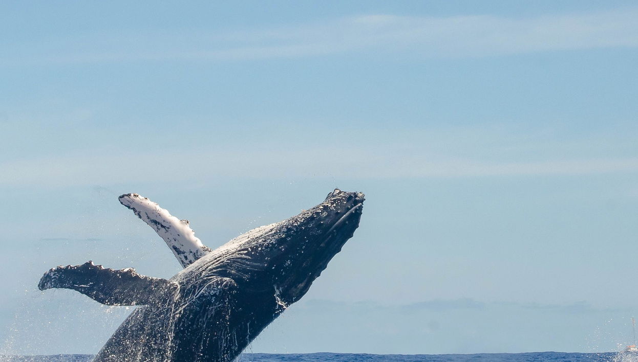 Observation de baleines à Manta