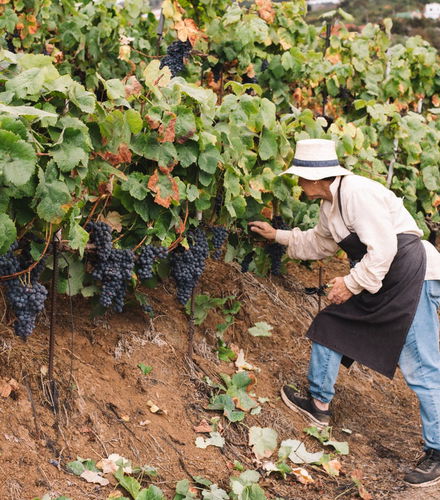 Foto de Tour del vino por La Orotava + Visita al Museo del Gofio