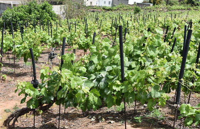 Tour del vino por La Orotava + Visita al Museo del Gofio - Foto 3