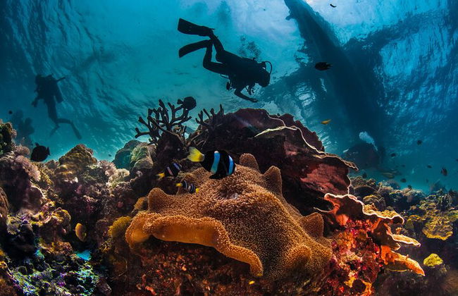 Excursión por el mar a Coral Garden con dos inmersiones y traslados – Marsa Alam - Foto 11