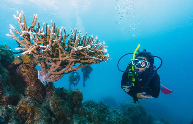 Excursión por el mar a Coral Garden con dos inmersiones y traslados – Marsa Alam - Foto 6