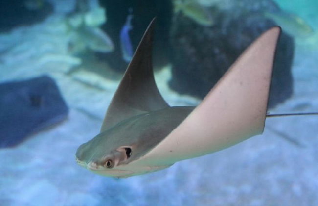 SEA LIFE - Billet - Photo 2