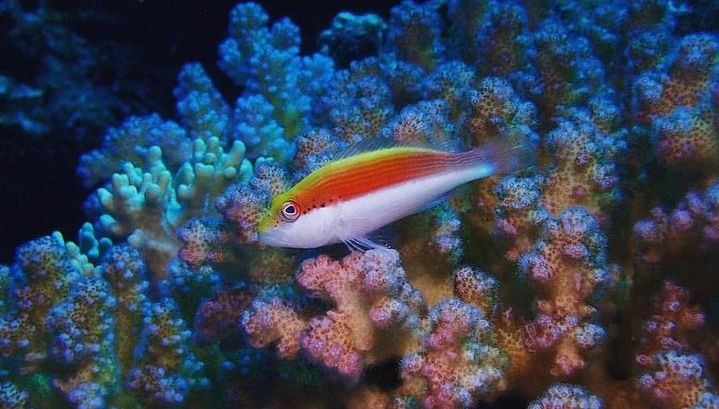 Snorkeling in Marsa Mubarak - Photo 1