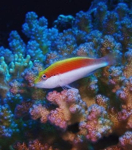 Foto de Snorkel en Marsa Mubarak
