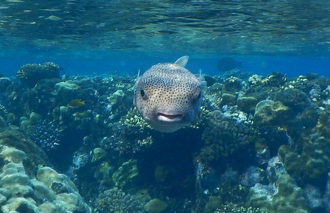 Snorkel nas ilhas Qulaan - Foto 6
