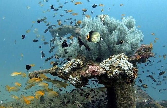 Curso de buceo PADI Open Water en Hikkaduwa - Foto 2