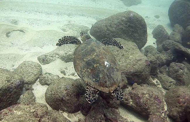Bautismo de buceo en Hikkaduwa - Foto 7