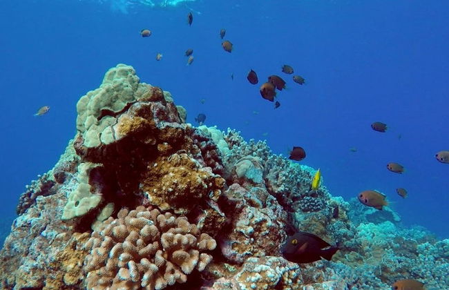 Snorkeling & Dolphin Watching in Lanai - Photo 5