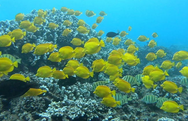 Snorkeling & Dolphin Watching in Lanai - Photo 3