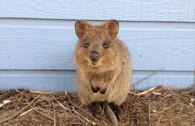 Tour por la isla de Rottnest - Foto 3