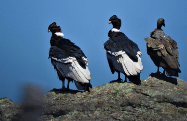Los Gigantes Private Hiking Tours - Photo 8