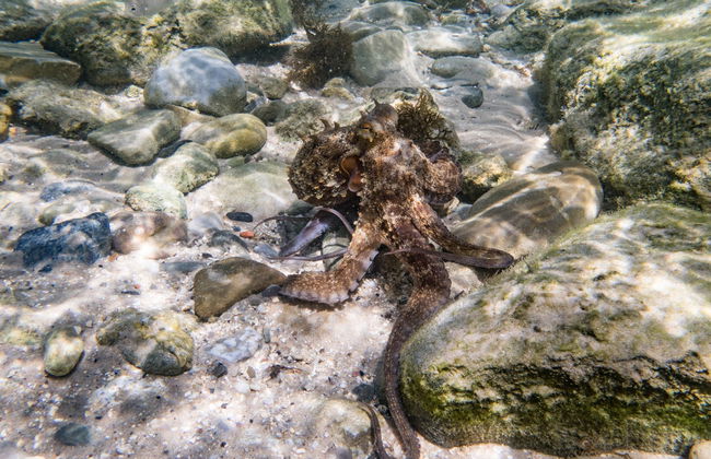 Bautismo de buceo en el Parque Natural del Estrecho - Foto 3