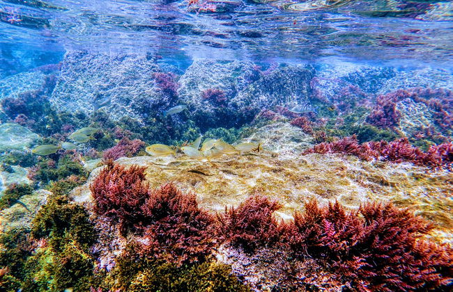 Bautismo de buceo en el Parque Natural del Estrecho - Foto 7