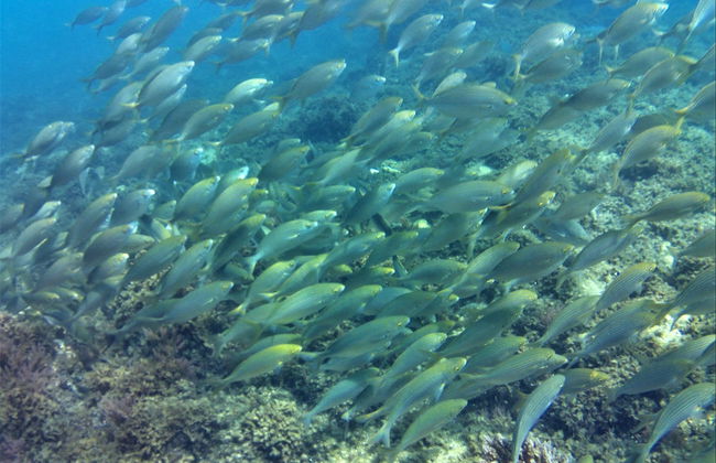 Bautismo de buceo en el Parque Natural del Estrecho - Foto 5
