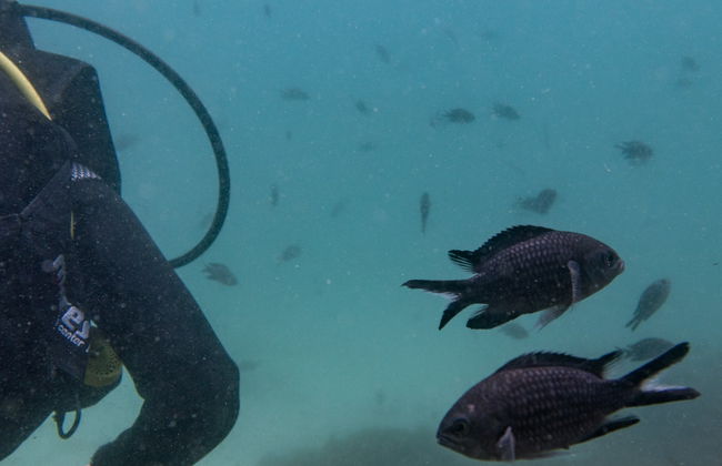 Bautismo de buceo en el Parque Natural del Estrecho - Foto 8