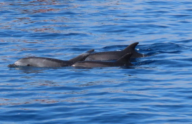 Excursão a Calimnos, Pserimos e Plati - Foto 7
