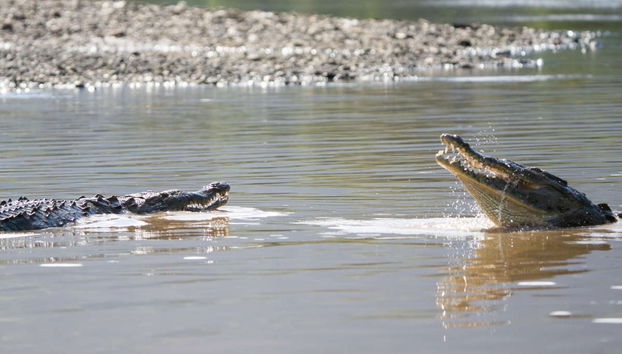 Avistamiento de cocodrilos en el río Tárcoles - Foto 5