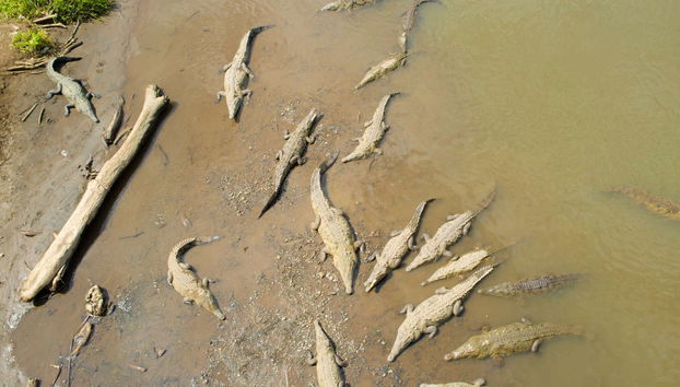 Avistamiento de cocodrilos en el río Tárcoles - Foto 3