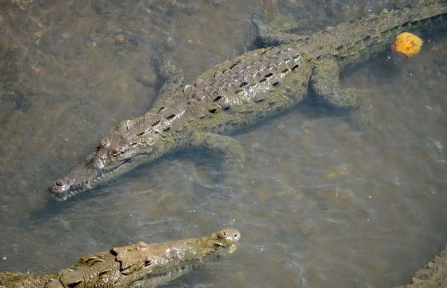 Avistamiento de cocodrilos en el río Tárcoles - Foto 7