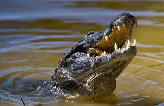 Avistamiento de cocodrilos en el río Tárcoles - Foto 2