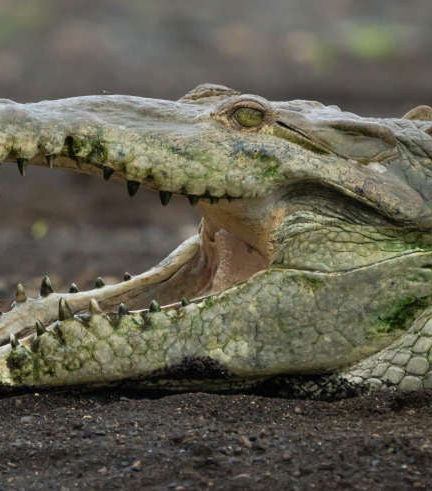 Foto de Avistamiento de cocodrilos en el río Tárcoles