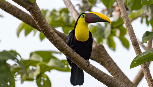 Avistamiento de cocodrilos en el río Tárcoles - Foto 4