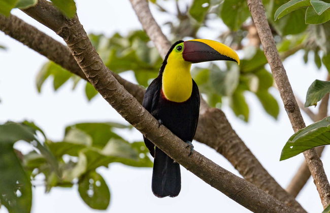 Avistamiento de cocodrilos en el río Tárcoles - Foto 4