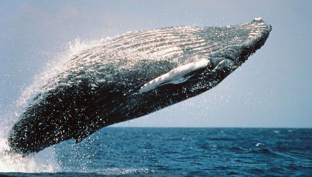 Balade en catamaran et snorkeling à Manuel Antonio - Photo 2