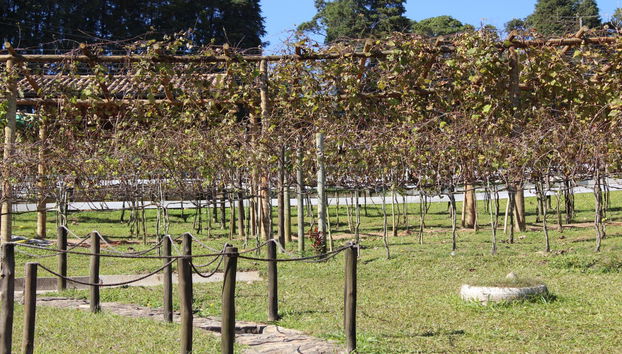Escursione a São Roque - Foto 3