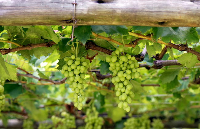 Sao Roque Day Trip - Photo 1