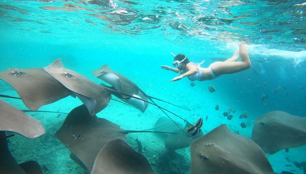 Diving with manta rays