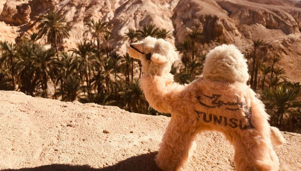 Tamerza, Chebika & Mides Excursion - Photo 5