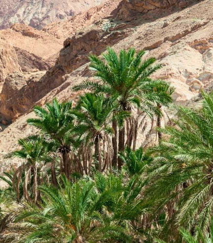 Foto de Excursión a Chebika, Tamerza y Midès
