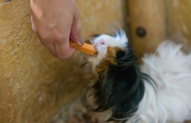 Parque Panaca Day Trip - Foto 1