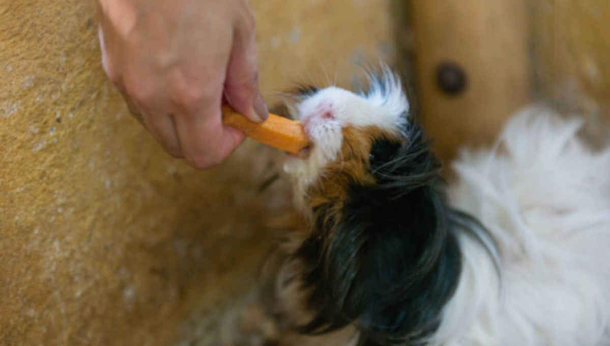 Parque Panaca Day Trip - Foto 1