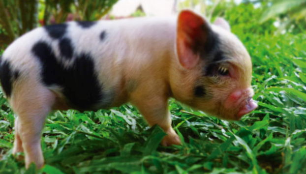 Parque Panaca Day Trip - Foto 2